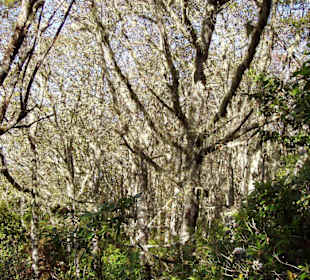 Lorbeerwald auf Madeira