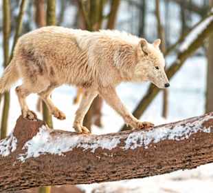 Wildparadies Tripsdrill
