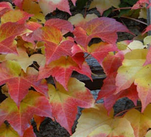 Die Natur in den prächtigsten Farben