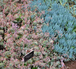 Rundgang durch den Botanischen Garten von Funchal