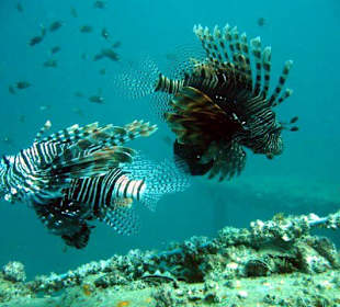 Tauchen bei Racha Island