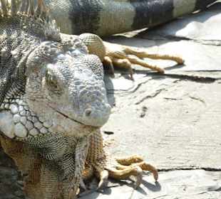 Leguane im Park vor der Kathetrale