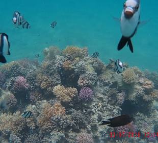 Schnorcheln Makadi Bay