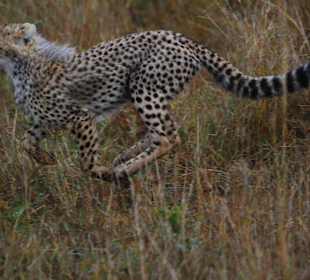 Junger Gepard beim Training