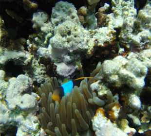 Nemo