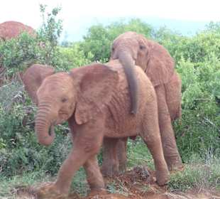 Bleib hier! Du passt nicht in den Bus!