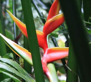 Martinique - Regenwaldwanderung