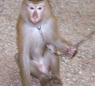 Äffchen beim Kokosnussernten