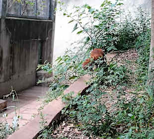 Red panda
