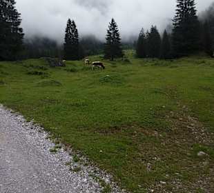 Wengeralm