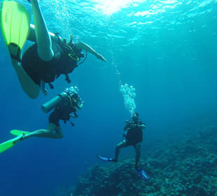 Tauchen am Riff