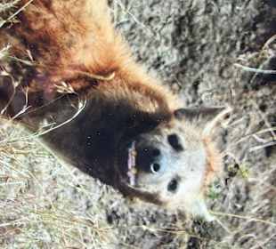 Masai Mara Holger & Mone