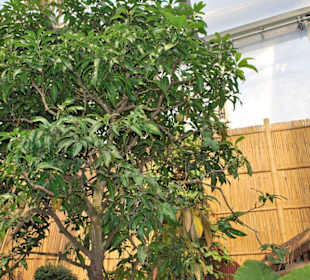 Mangobaum