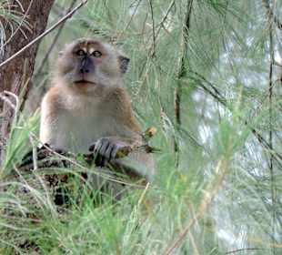 Monkey beach/park narodowy Penang