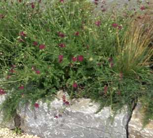 Blühendes Neresheim 2021