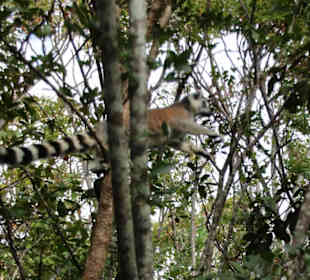 King Julien im Sprung