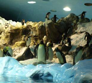 Pinguine