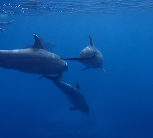 Tour am 21.05.2014 Mogli - Delfine & Freunde 