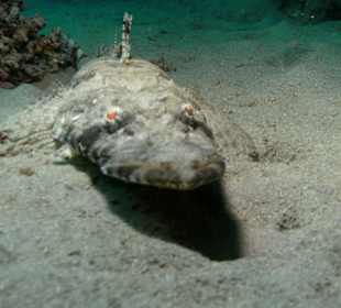 Krokodilfisch