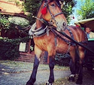 Przejażdżki bryczką po Kudowie i okolicach