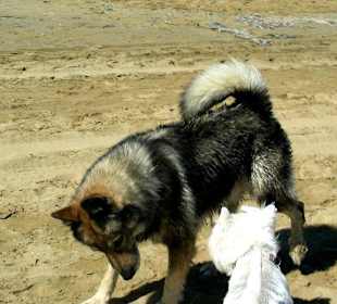 Hunde am Strand von Bibione