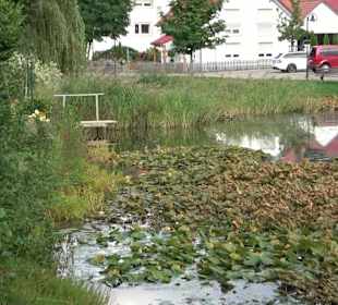 Hüle Zainingen