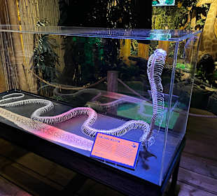 Museum Ripley's Believe It or Not!