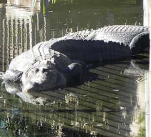 Riesiger Alligator