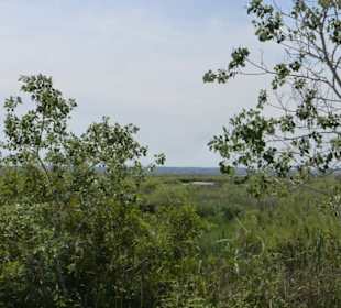 Im Parc natural de s’Albufera de Mallorca