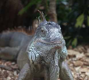 Frei lebender Leguan