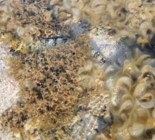 Маленькая мурена.