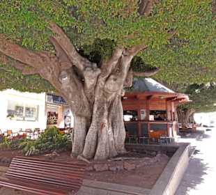 Ficus und Kiosk, Plaza de Espana