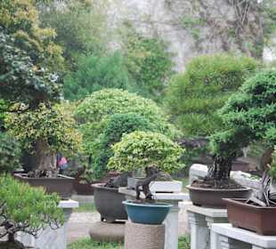 Die Bonsai-Bäumchen