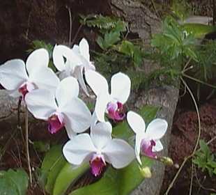 Orchideen Haus