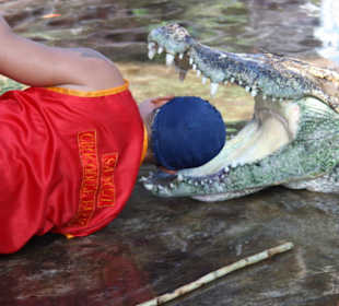 Fütterung der Krokodile