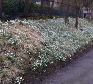 Schneeglöckchen Anfang März