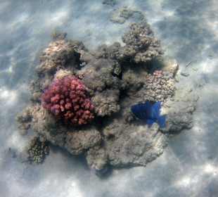 Koralle am Amwaj Blue Beach Resort & Spa Abu Soma