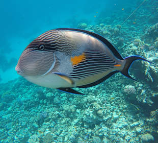 Schnorcheln Makadi Bay