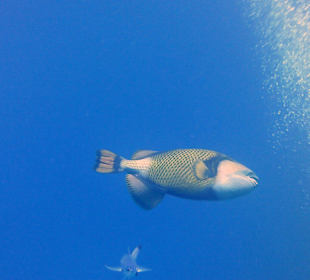 Großer Drückerfisch