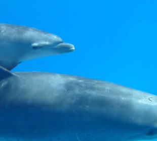 Delfinauflug Hurghada bei MO