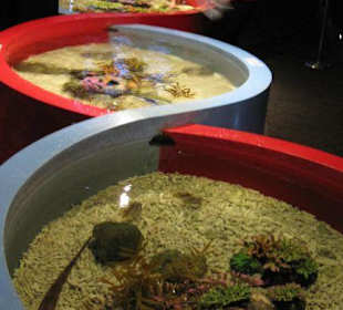 DNA Strang Aquariumsbecken