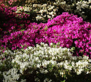 Hauptblüte im Rhododendronpark Bremen