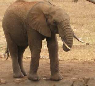Safari "Tsavo West"