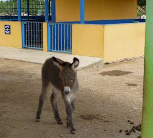 Pflegestation Jungtiere