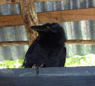 Tropical River Tour  – Oktober 2014