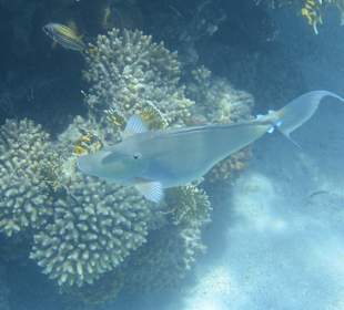Am Riff - Kurznasendoktorfisch