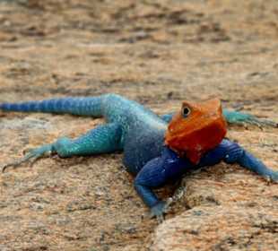 Julius Tact / JT Safaris