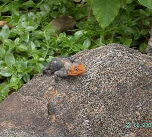 Ngulia Safari Lodge, Eidechse