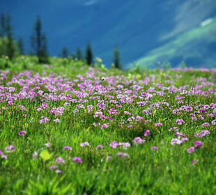Eine Blumenwiese in Damüls