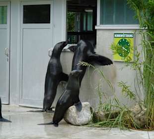 Robbenfütterung